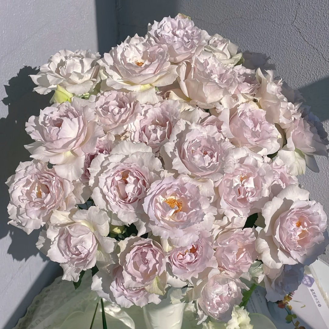Saphiret Rose Plant | 莎菲天使 image 7