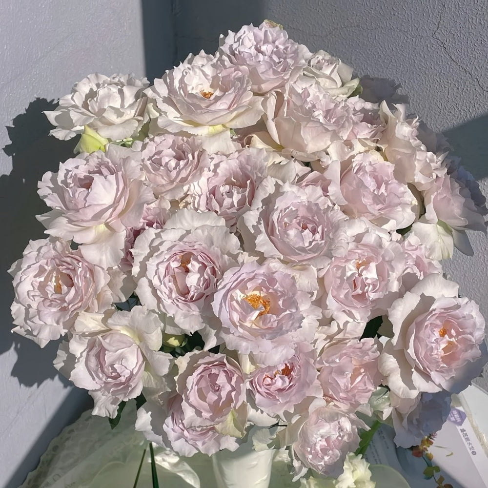 Saphiret Rose Plant | 莎菲天使 image 7
