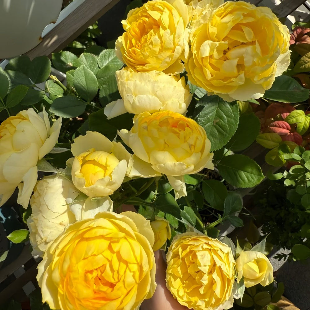 Canary Rose Plant|金丝雀 image 6