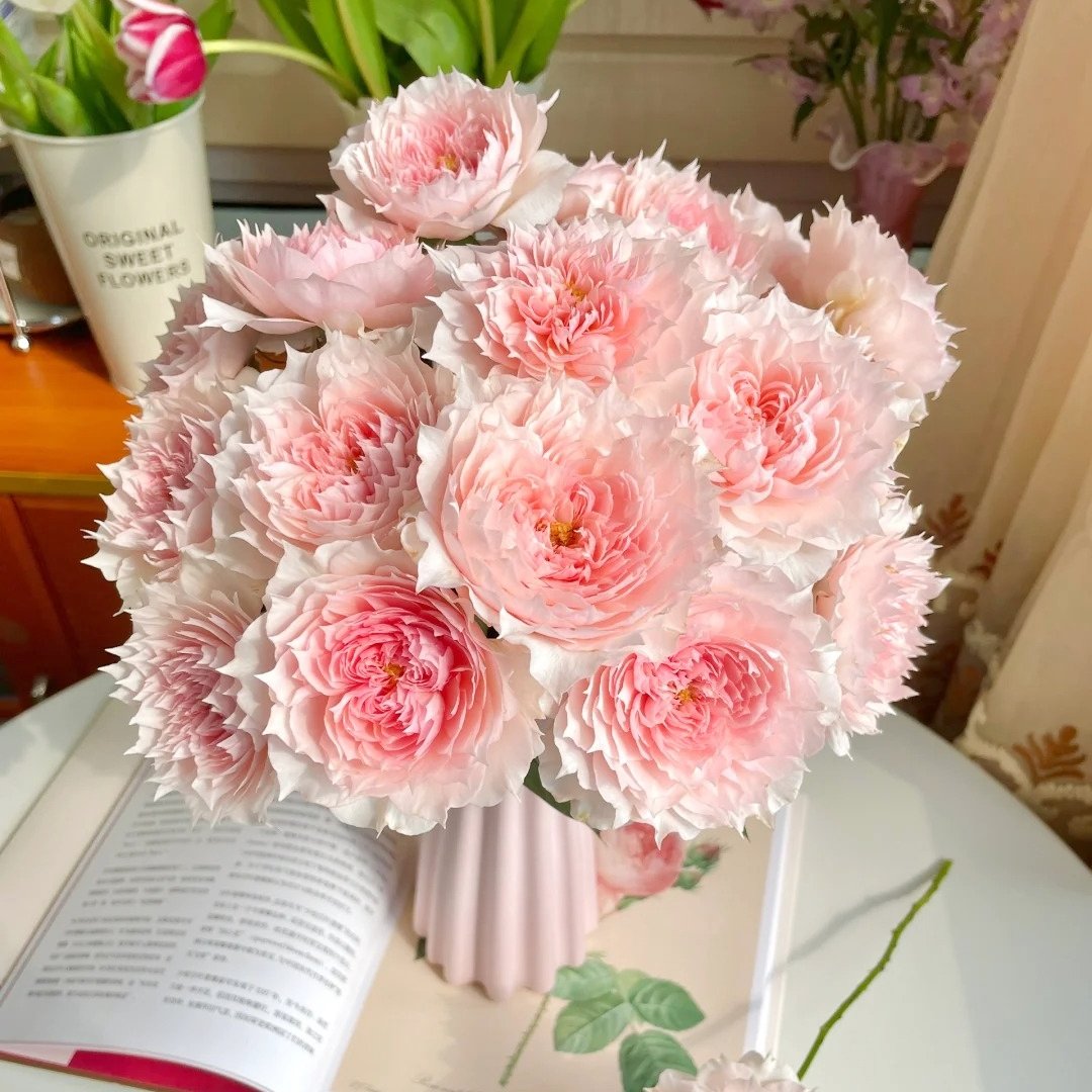 Monique Darve Rose Plant | 莫妮卡戴维 image 12