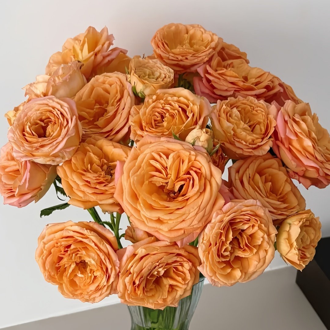 Apricot Lace Rose Plant|杏色蕾丝 image 0