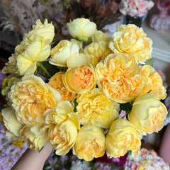 Sicilienne Rose Plant｜西西里舞曲 image 0