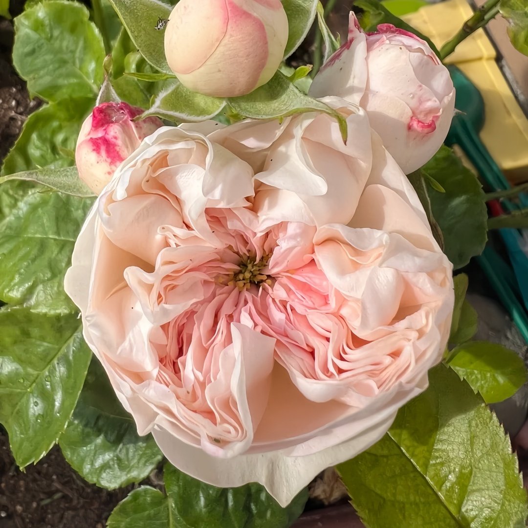 Sweet Diamond Rose Plant|甜蜜钻石 image 4
