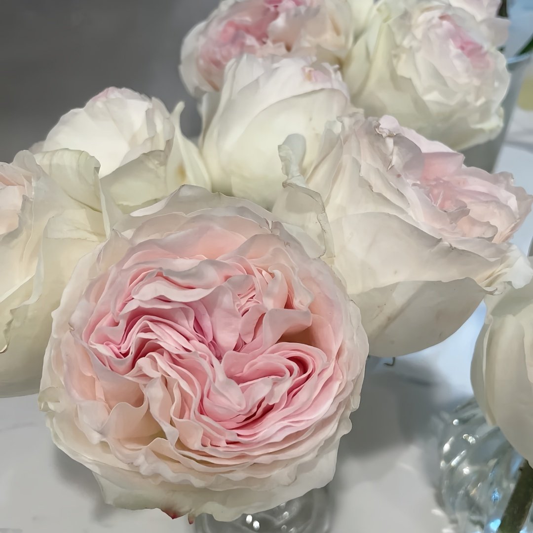 Lorena Summerhouse Rose Plant|雷娜山庄 image 7
