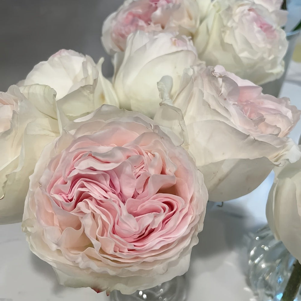 Lorena Summerhouse Rose Plant|雷娜山庄 image 7