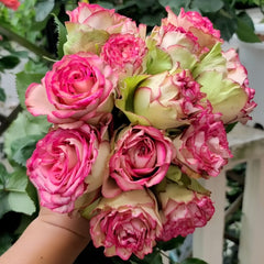 Florida Rose Plant｜佛罗里达 image 3