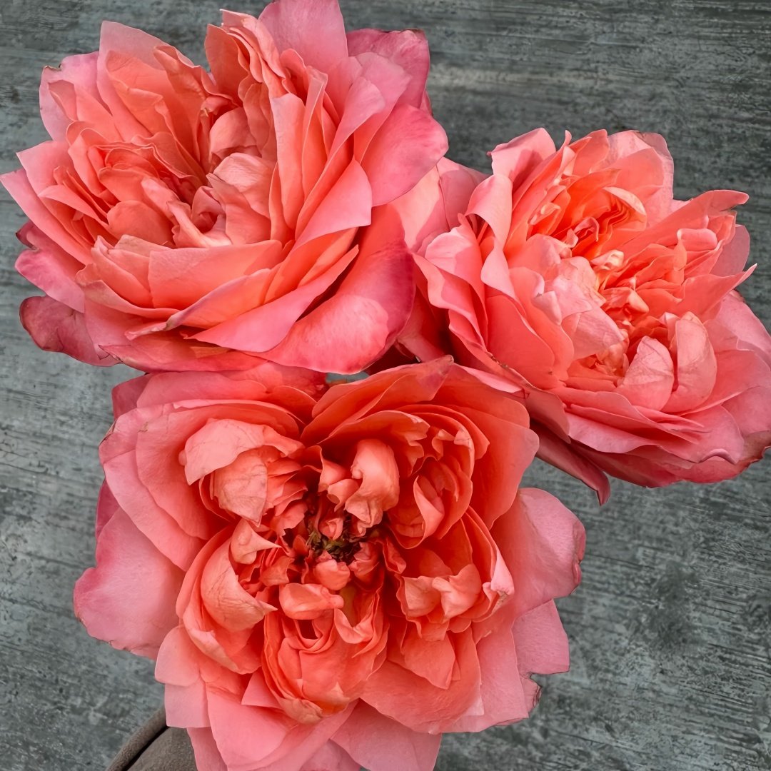 Dragonfly Rose Plant|蜻蜓/飞龙在天 image 5