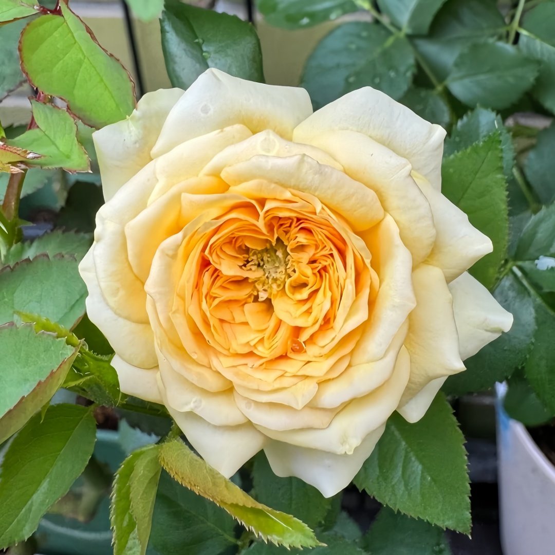 Country Bear Rose Plant|乡村熊 image 1