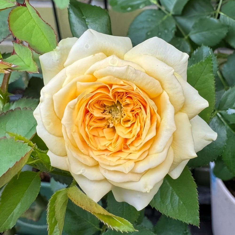 Country Bear Rose Plant|乡村熊 image 1