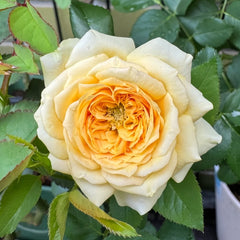 Country Bear Rose Plant|乡村熊 image 1