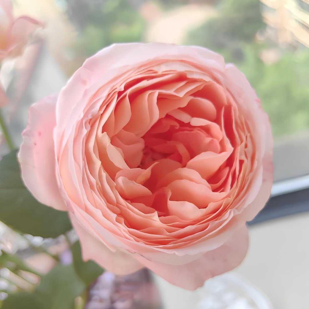 Confiture Rose Plant | 果酱 image 1