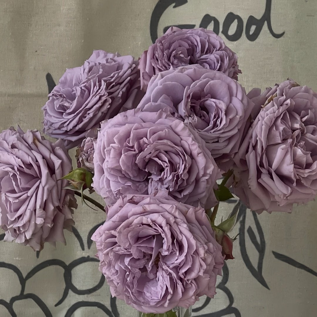 Lilienthal Rose Plant｜李林塔尔 image 3
