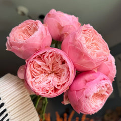 Harper Rose Plant｜竖琴师 image 2
