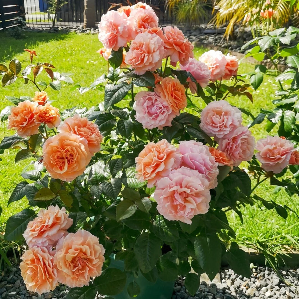 A Gardener's Dream Rose Plant|园丁之梦 image 0