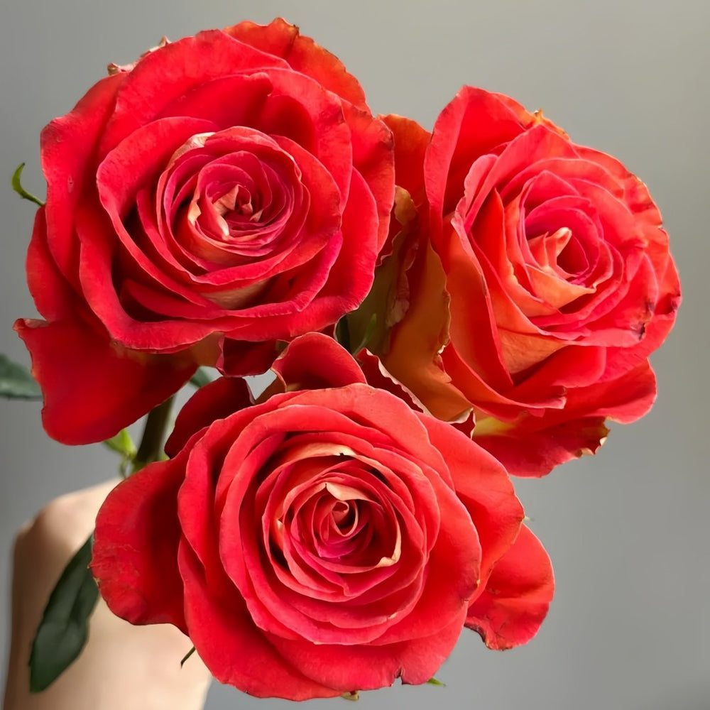 Kayn Rose Plant｜凯隐玫瑰 image 4