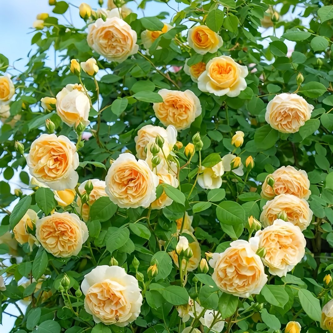 Crown Princess Margareta Rose Plant | 玛格丽特王妃 image 9
