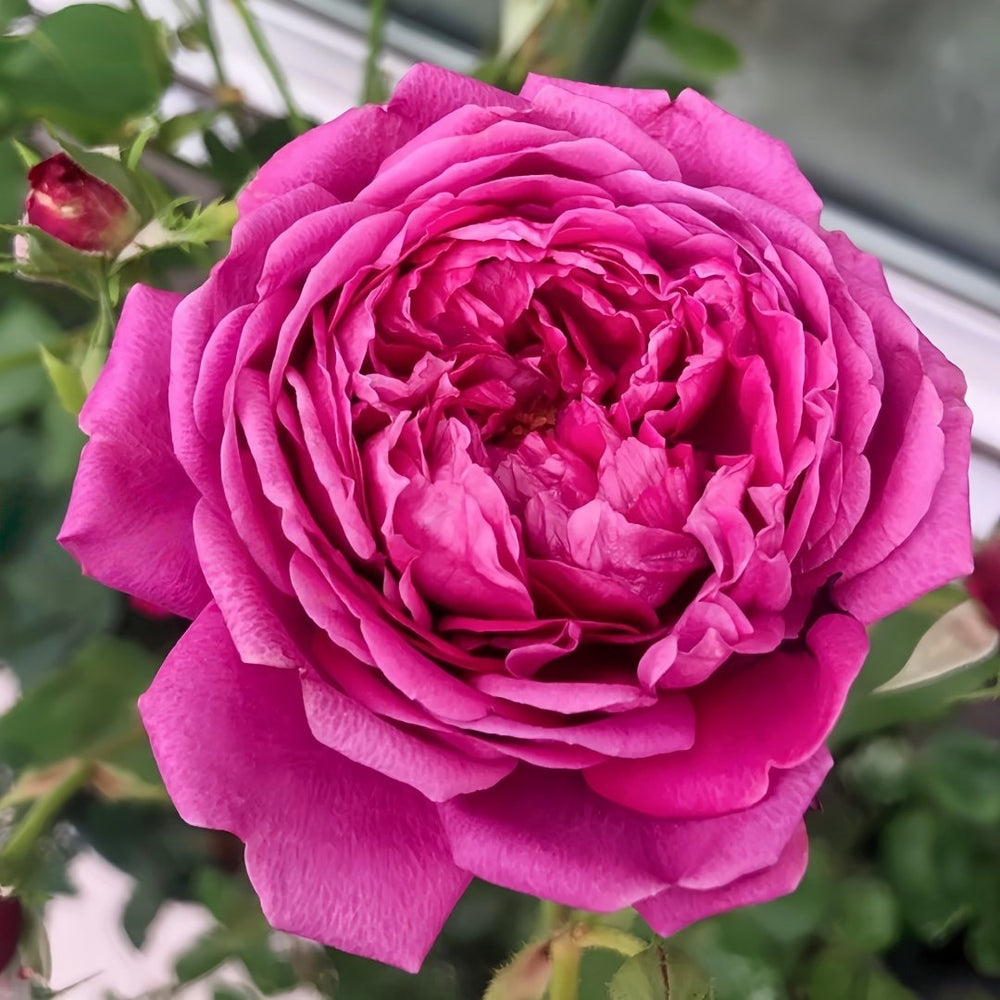 Cartonnage Rose Plant|法式布盒 image 1