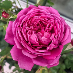 Cartonnage Rose Plant|法式布盒 image 1