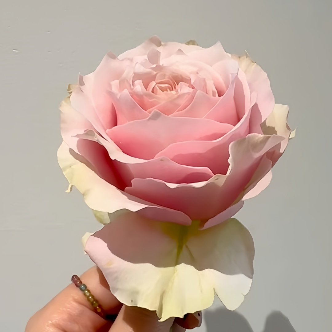 Country Peonia Rose Plant|乡村牡丹 image 8