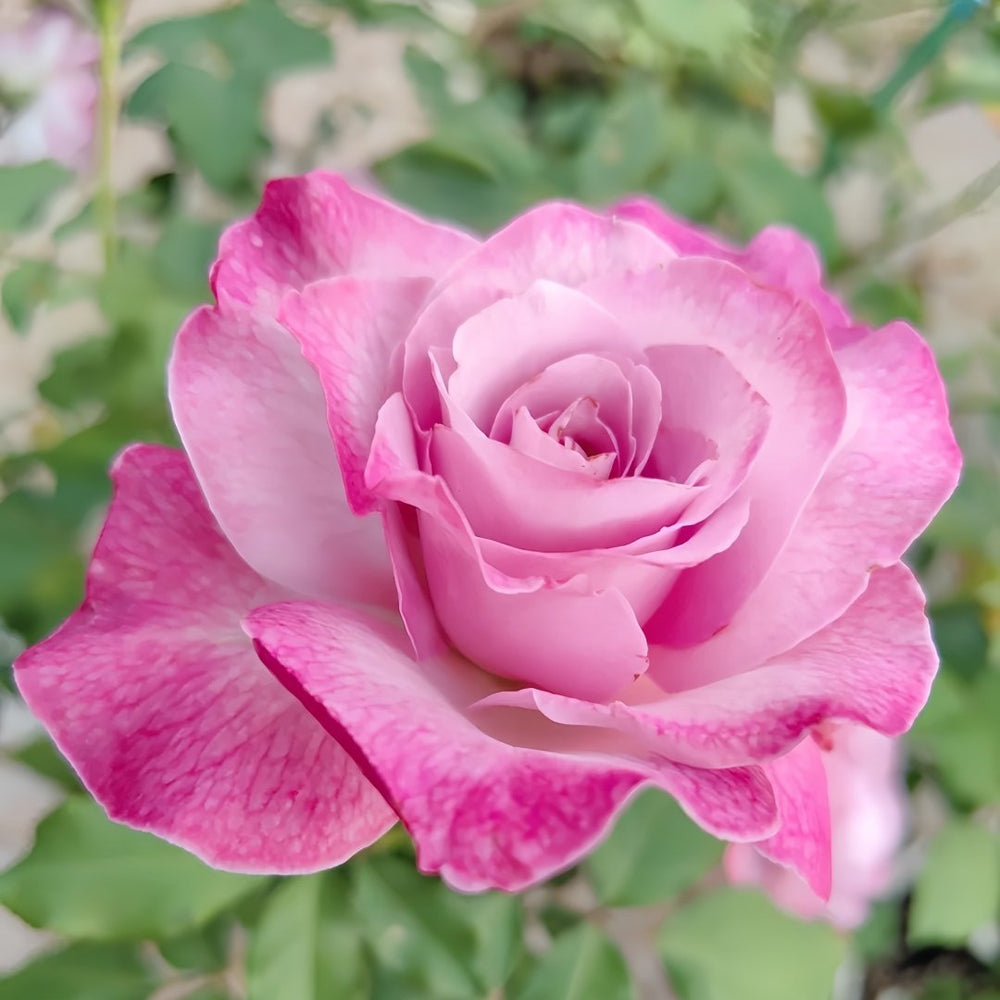 Lilac Beauty Rose Plant|丁香美人 image 7
