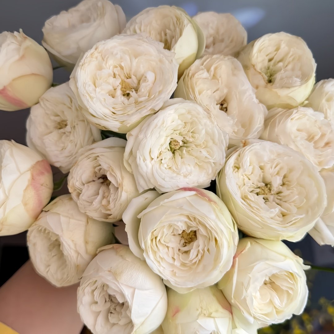 Mansfield White Park Rose Plant|曼斯菲尔德白色庄园 image 3