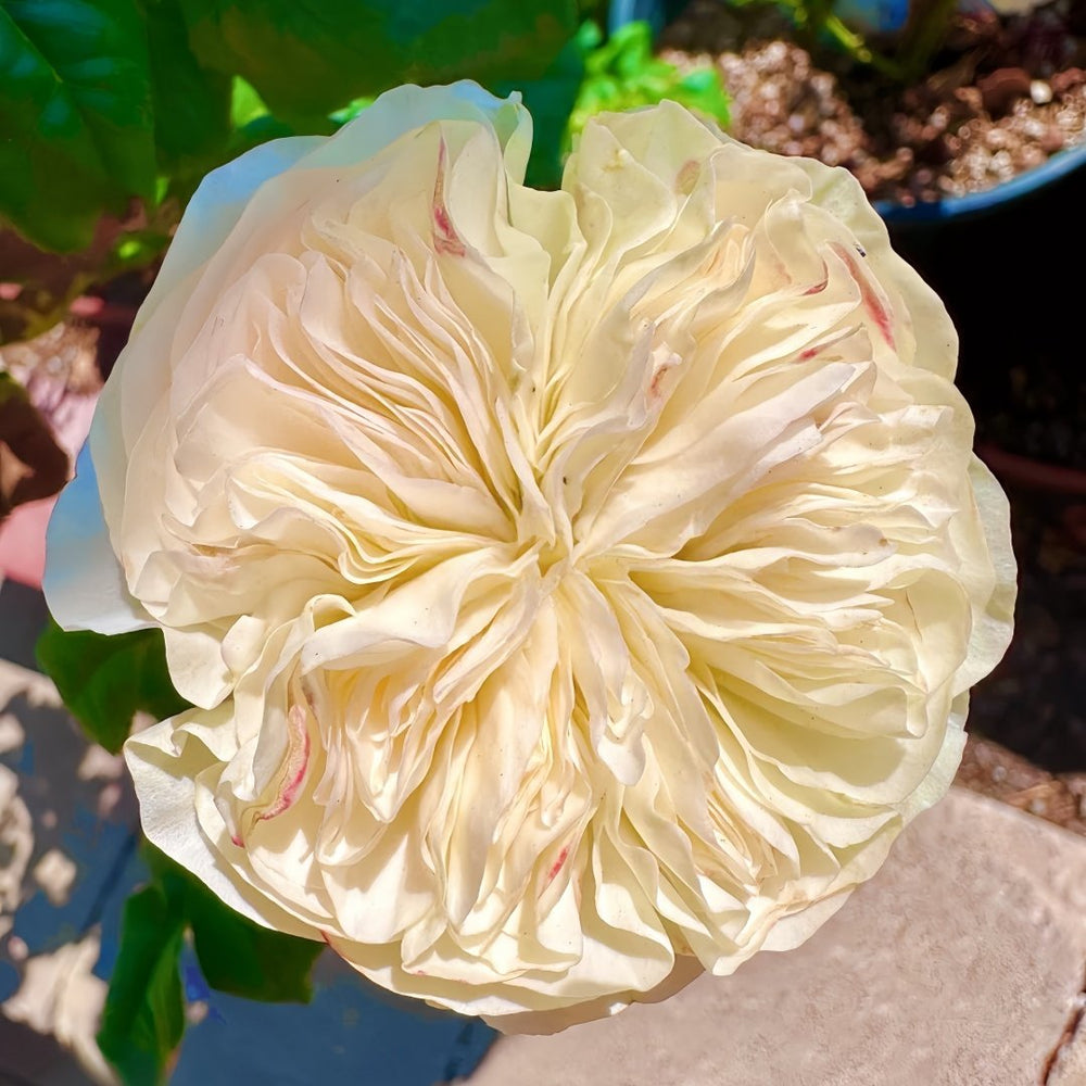 Stanley Abbey Rose Plant｜斯坦利修道院 image 8