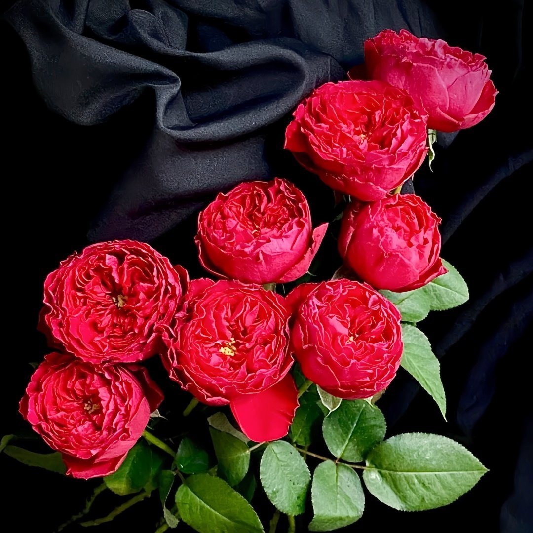 Traviata Rose Plant|茶花女 image 9