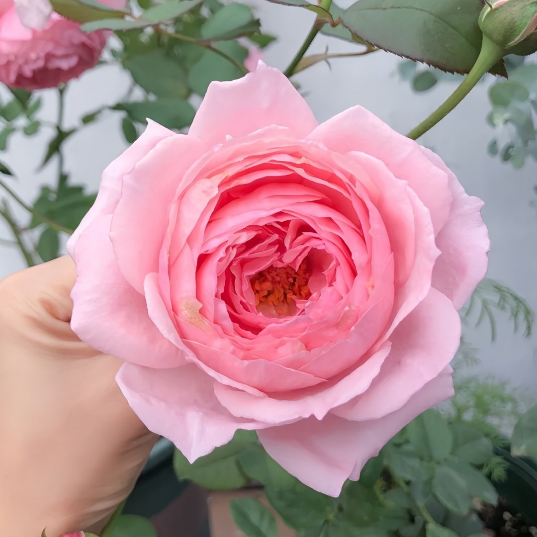 Bel Canto Rose Plant｜美声唱法 image 2