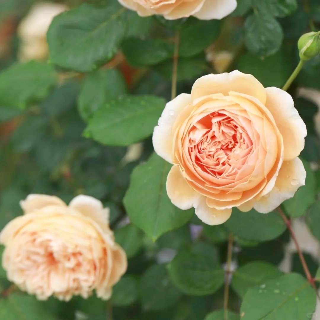 Teasing Georgia Rose Plant|欢笑格鲁吉亚 image 9