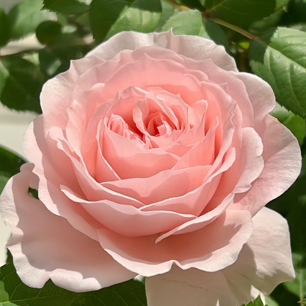 Yuzhi Rose Plant|玉脂 image 8