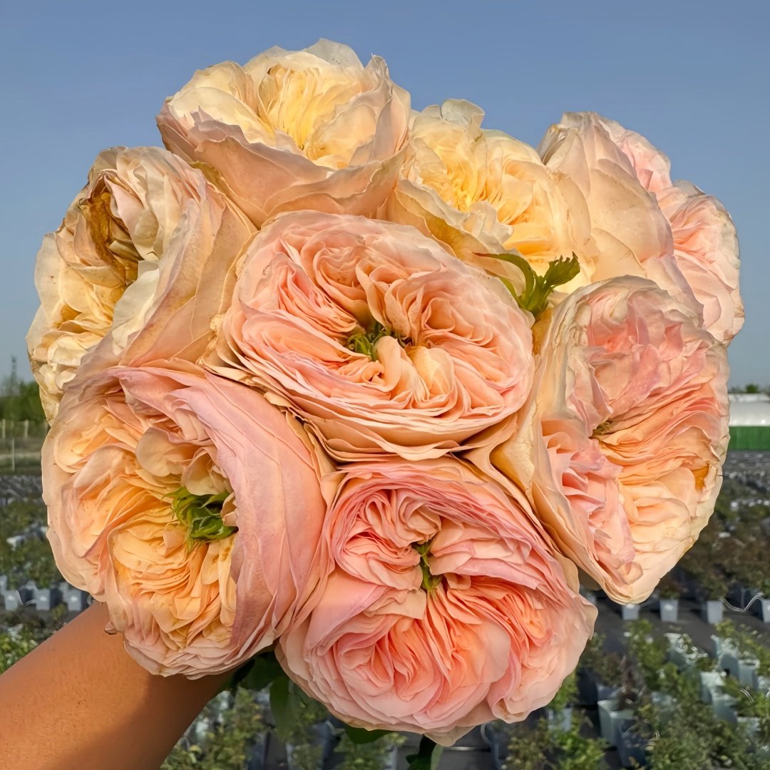 Georgina Gardens Rose Plant｜乔治娜花园 image 0