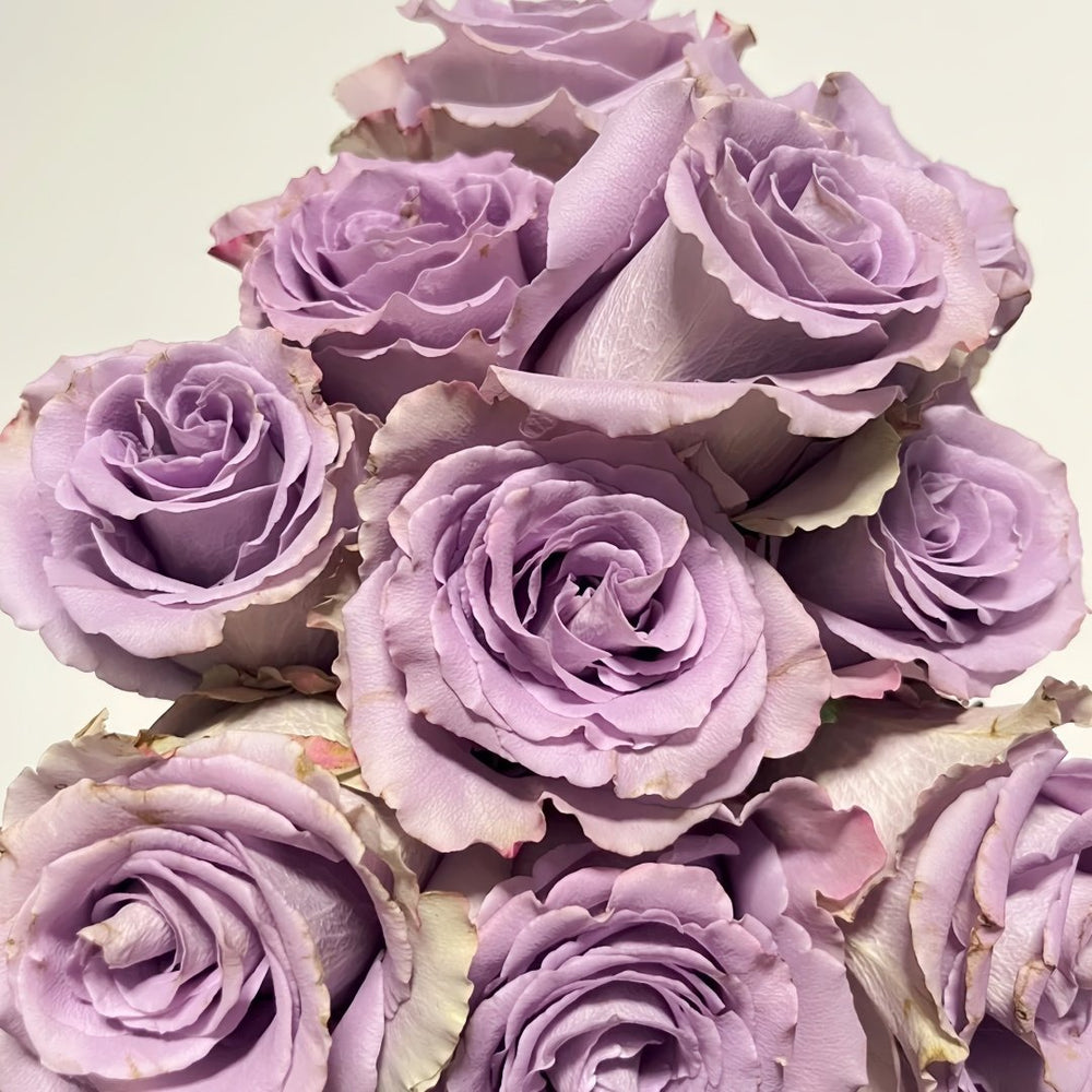 Grey Knights Rose Plant｜灰骑士 image 9