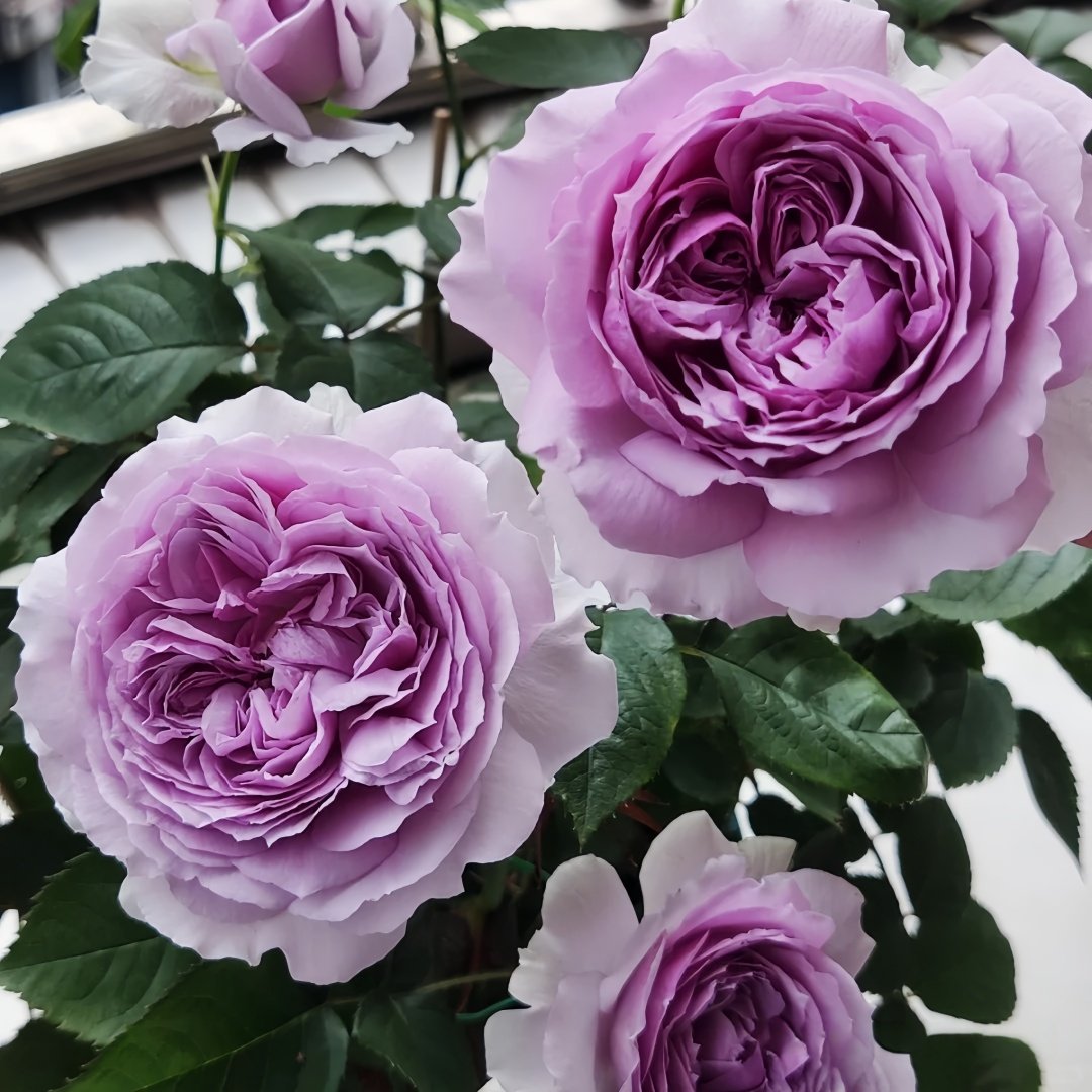 Lilas Rose Plant｜丽拉玫瑰 image 4
