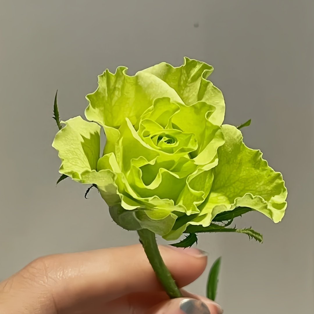 Super Green Rose Plant| 超级绿 image 2
