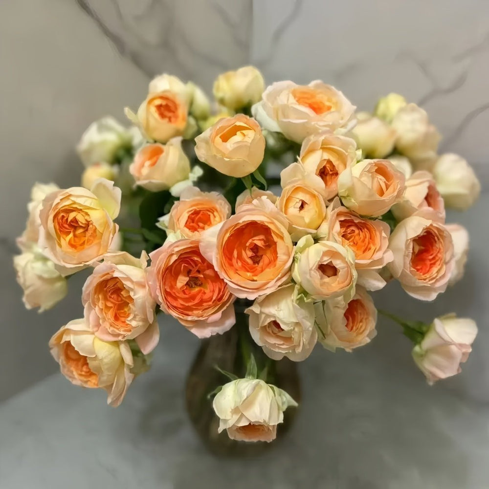 Princess Aiko Rose Plant|爱子公主 image 8