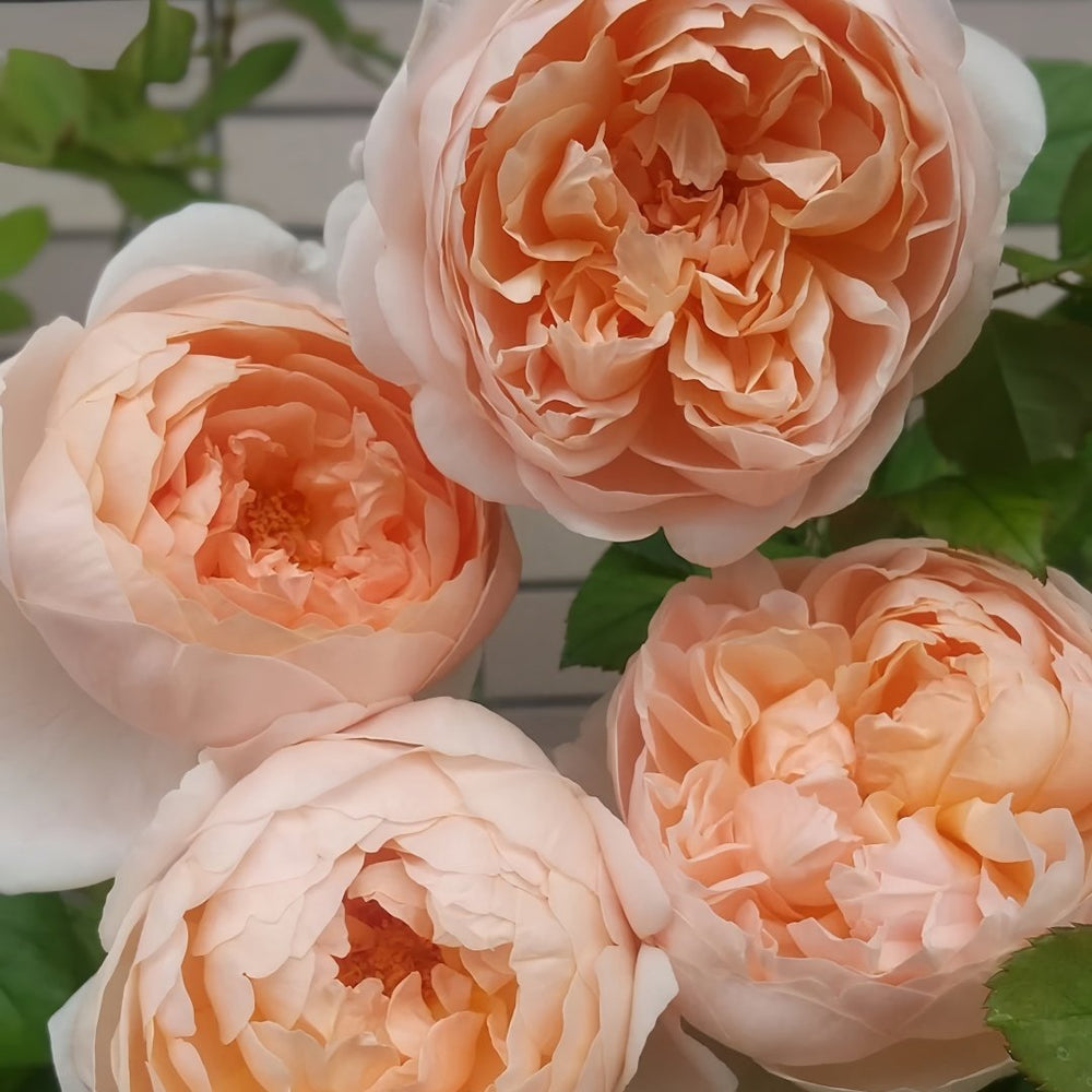Ambridge Rose Plant|安布里奇 image 3