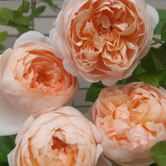 Ambridge Rose Plant|安布里奇 image 3