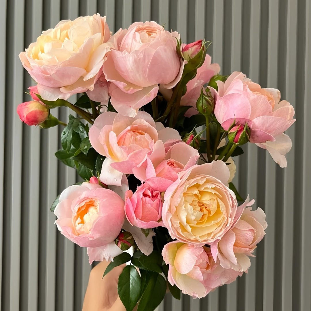 Yingyingfen Rose Plant|盈盈粉 image 8