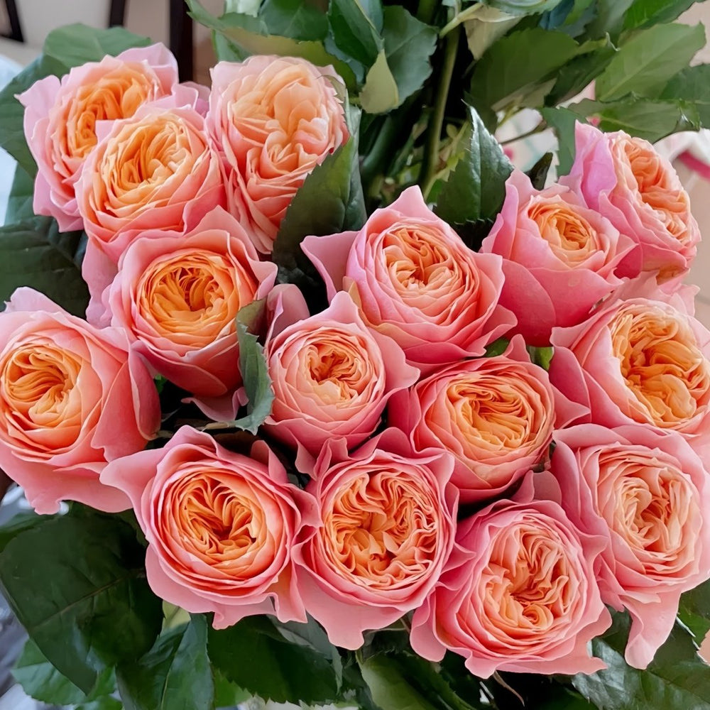 Vuvuzela Rose Plant|温柔珊瑚心 image 5