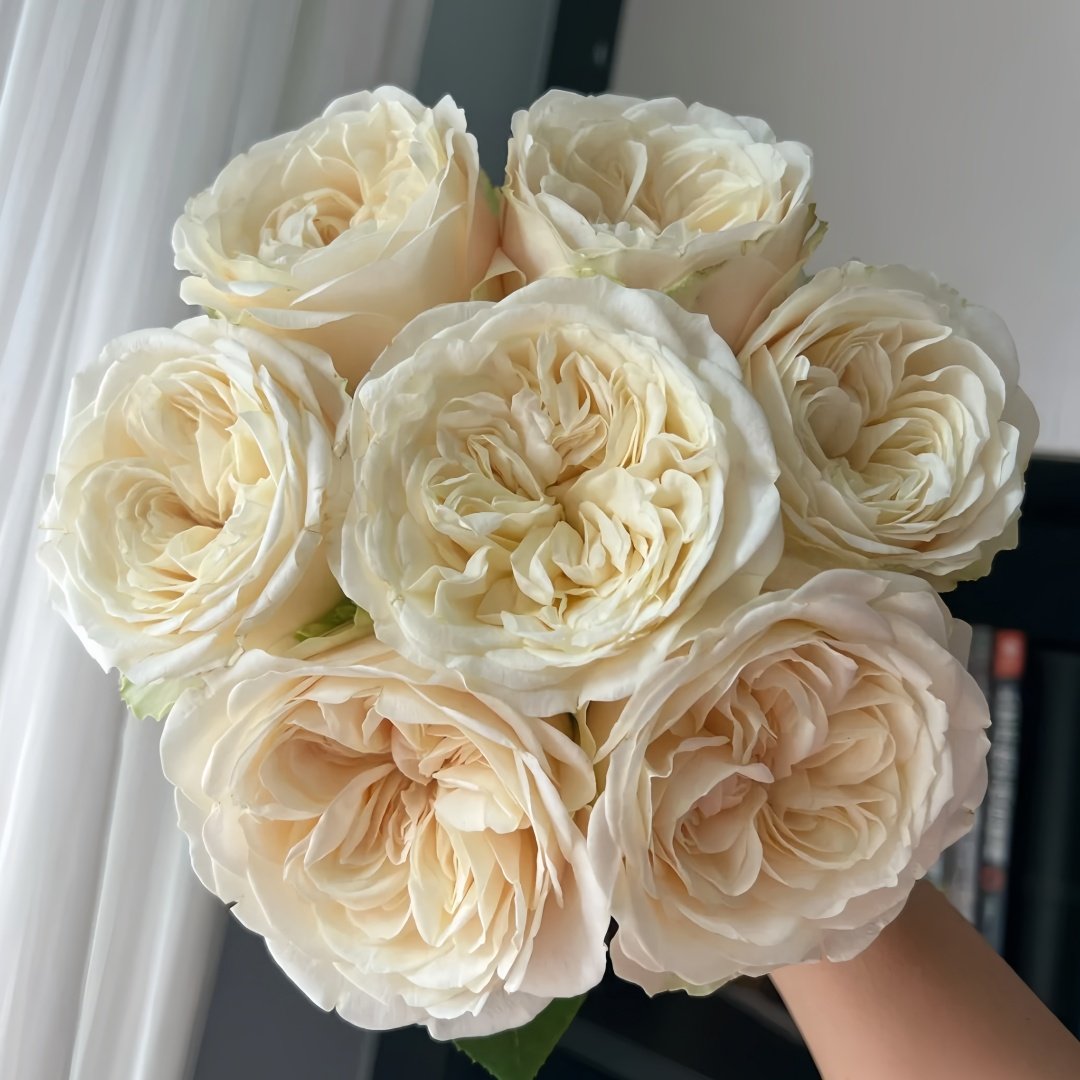 Priscilla Rose Plant|普利希拉 image 5