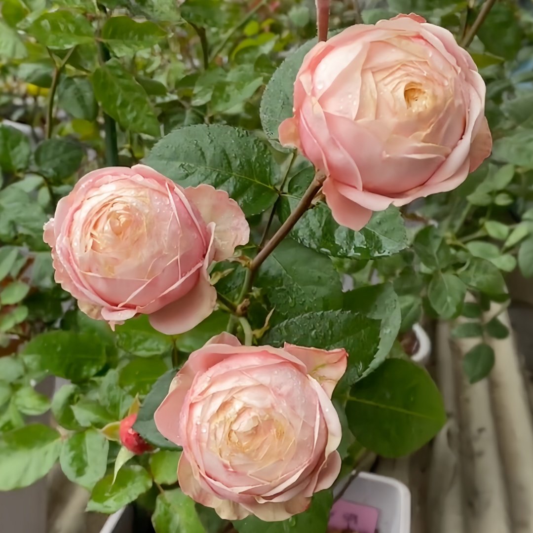 New SPS Rose Plant|柏林少女 image 9