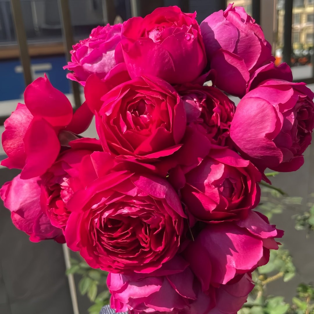 Deep impression Rose Plant|惊鸿 image 1