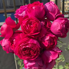 Deep impression Rose Plant|惊鸿 image 1