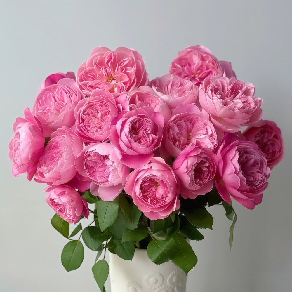 Dream Light Rose Plant｜梦光环 image 4