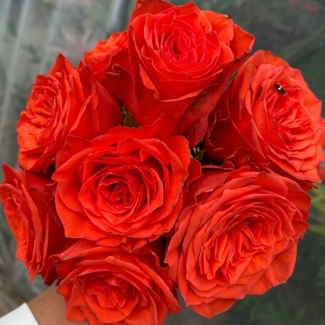 Wine Red Embroidery Rose Plant|酒红刺绣 image 3