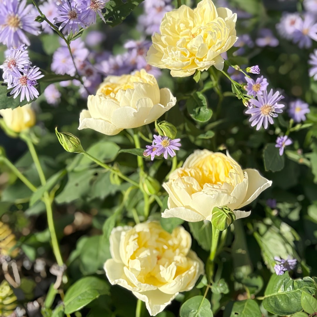 Misty Moonlight Rose Plant｜朦胧月色 image 5