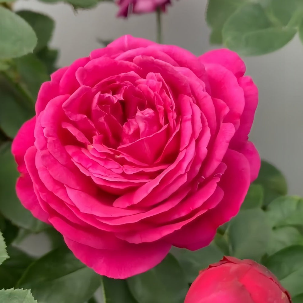 Yves loriot Rose Plant|伊芙里奥 image 1