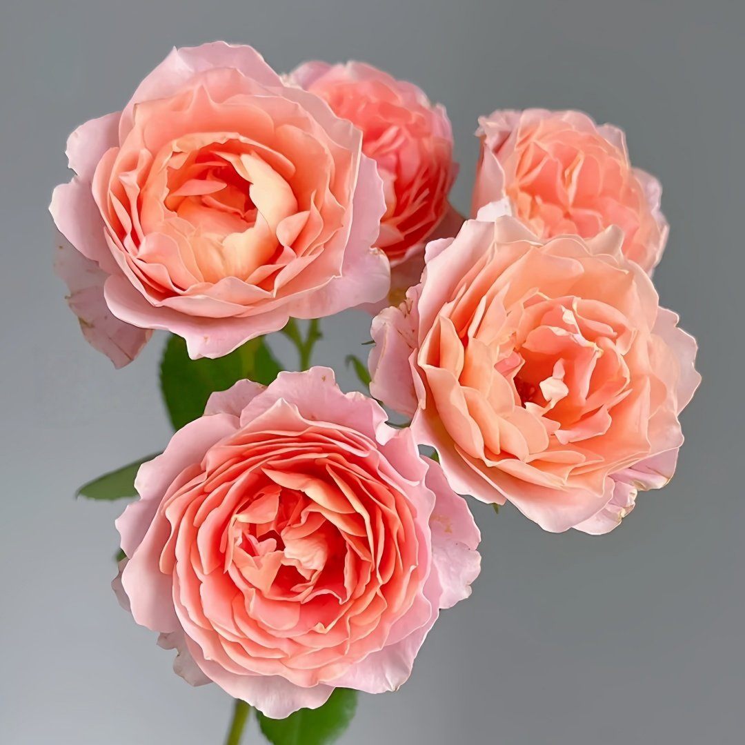 Zhiqiu Rose Plant|知秋 image 2