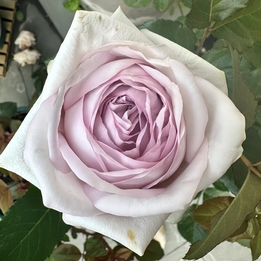 Bounty Way Rose Plant｜赏金之路 image 3