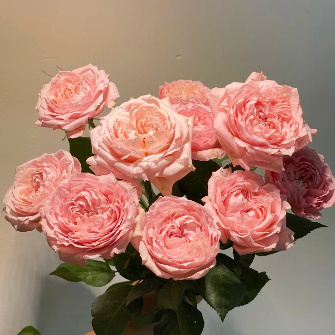Julietta Rose Plant|朱莉叶塔 image 5